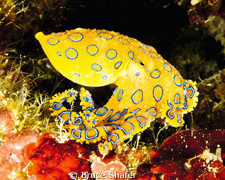 One of the color variations this Blue-Ring shot me. by Bruce Shafer 