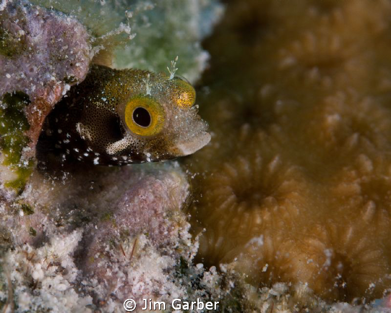 Secretary Blenny...Bonaire by Jim Garber 