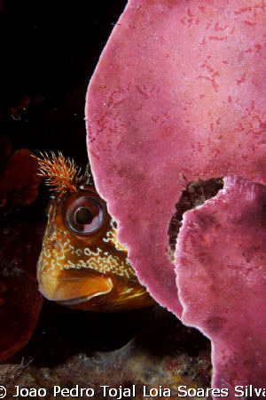 Parablennius gattorugine playing hide and seek. Shot with... by Joao Pedro Tojal Loia Soares Silva 