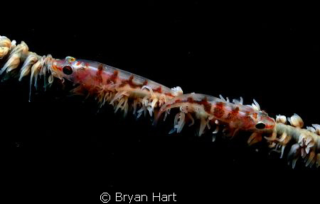 whip gobies - taken off No.1 - the reef on No.1 is called... by Bryan Hart 