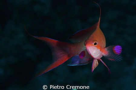 A male anthias by Pietro Cremone 