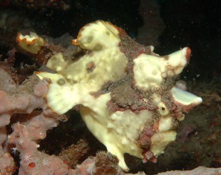 Half coocked?... Frog fish in Lembeh ....Nikon d70 + Sb80... by Giulio Arrigucci 