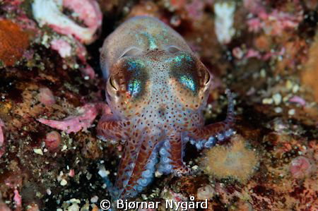 Close up of the 2cm large Sepiola atlantica by Bjørnar Nygård 