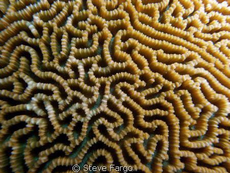 Playing with macro. Beqa lagoon, Fiji by Steve Fargo 
