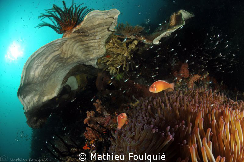 clowns of Raja Ampat by Mathieu Foulquié 