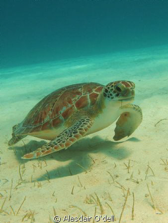 This turtle stayed in the same grass patch for about thre... by Alasdair O'dell 