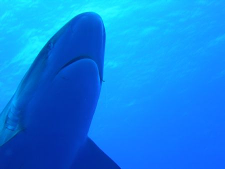 taken on our first drift dive into taputa pass.as soon as... by Laurence Hegarty Hegarty 