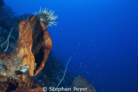 The Cry!
The huge sponge seems to scream for help - but ... by Stephan Peyer 