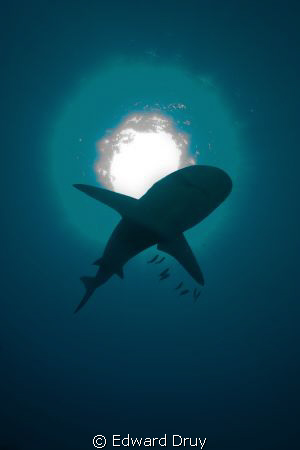 We were on a shark shoot, trying to get the animals again... by Edward Druy 