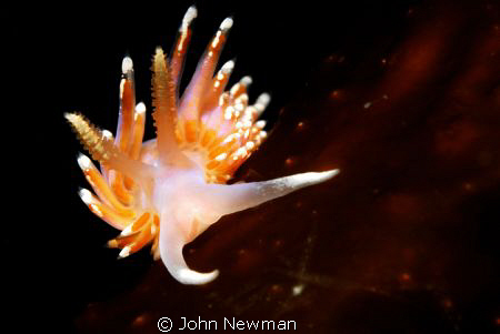 Facelina auriculata This shot was taken on a day of minim... by John Newman 