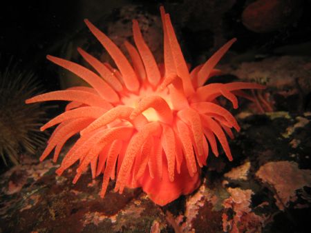 Crimson Anenome taken in Port Hardy, BC. 
Camera: Canon ... by Miranda Devisser 
