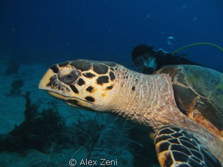 Hawksbill turtle by Alex Zeni 