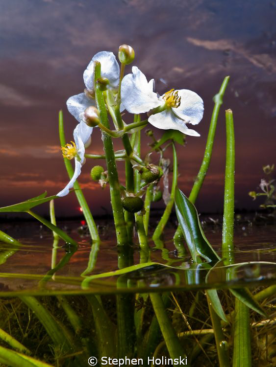 Not quite a true over-under....Was taking photo's of the ... by Stephen Holinski 