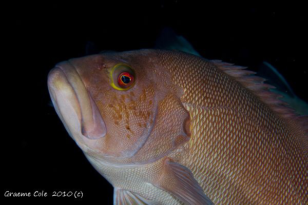 Local fish called a Breaksea Cod fish usually found in ca... by Graeme Cole 