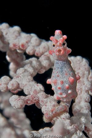 Pygmy Sea Horse in Puerto Galera by Michael Johnson 
