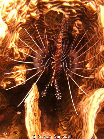 island of mindanoa..sealife DC-1000...lionfish..process o... by Richard Campbell 