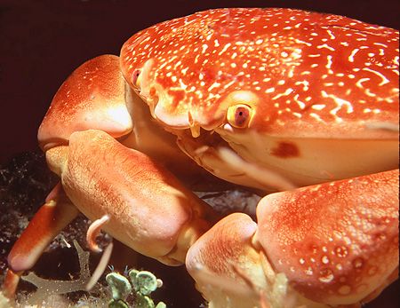 Channel crab portrait taken w Nikonos V, close up kit in ... by Jean Noren 