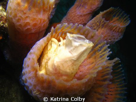 Good things come to those who wait! Opening wide! A frogf... by Katrina Colby 