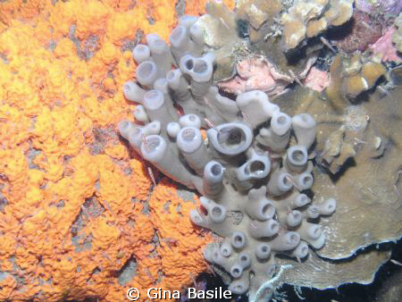 Coral in Bonaire by Gina Basile 
