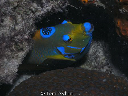 Angel Fish in Bonaire. by Tom Yochim 