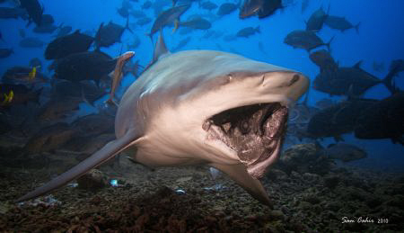 Heads or tails?. The last days dive of 2010 and this fema... by Sam Cahir 
