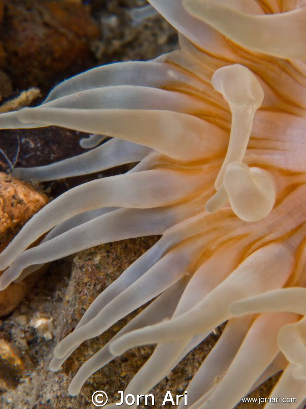 Sea Anemone, (Urticina felina) Olympus E-420 With Ikelite... by Jorn Ari 