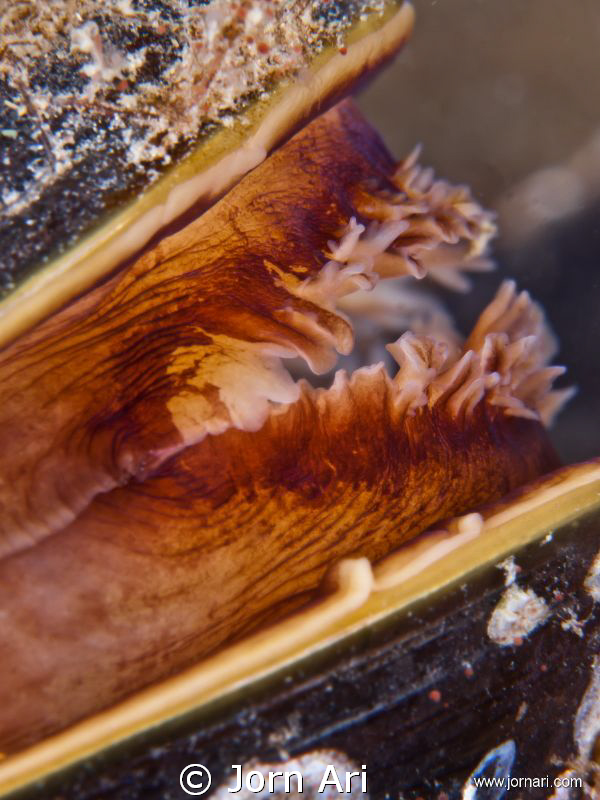 Blue mussel, (Mytilus edulis) 
Super closeup of a Blue M... by Jorn Ari 