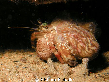 Helmet Crab by Hisham Elshafie 
