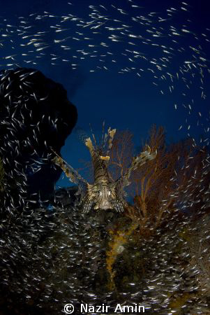 Taken in Raja Ampat by Nazir Amin 