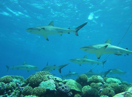 taken right under our moored boat on a shallow reef dive ... by Laurence Hegarty 