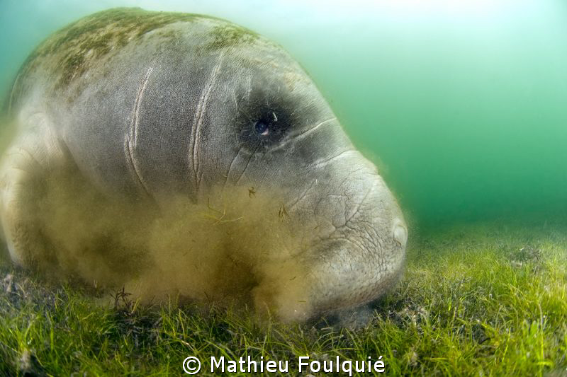 Manatee grazing_Crystal river_Florida by Mathieu Foulquié 