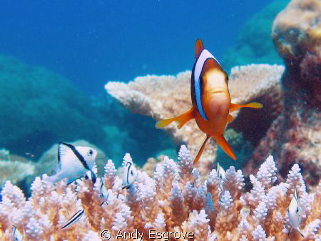 Great Barrier Outer Reef (Milln Reef), Canon Ixus 90 by Andy Esgrove 