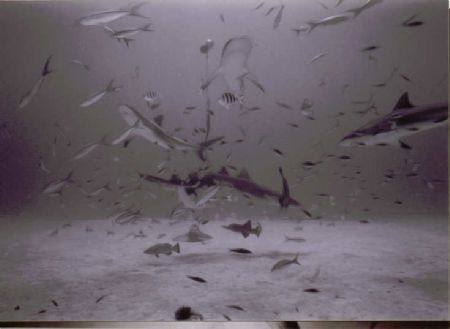 Its a Feast

Bahamas, Sea & Sea 16mm wide angle, single... by Steven Whitehead 