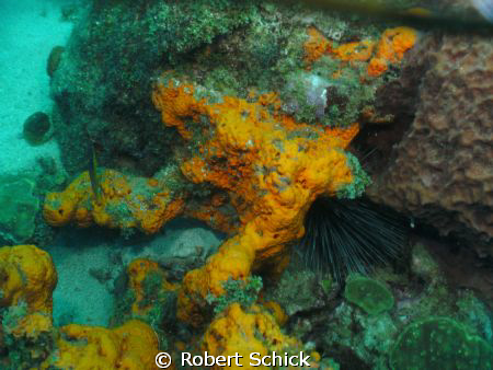 Orange coral by Robert Schick 