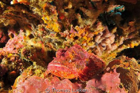 found in Sipalay; D300 by Thomas Lueken 