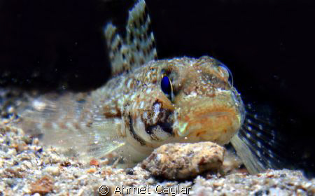 big eye by Ahmet Caglar 