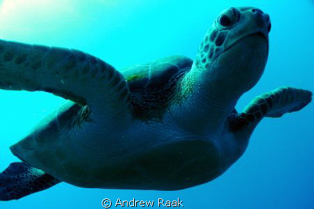 Loggerhead on the inner reefs of West Palm Beach. DC1200 by Andrew Raak 