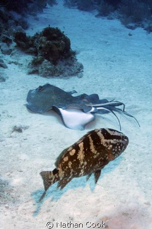 Sting Rays mating off the coast of Little Cayman. The Gro... by Nathan Cook 