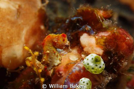 Pigmy-Seahorse
I have a shot with two in one but this is... by William Baker 