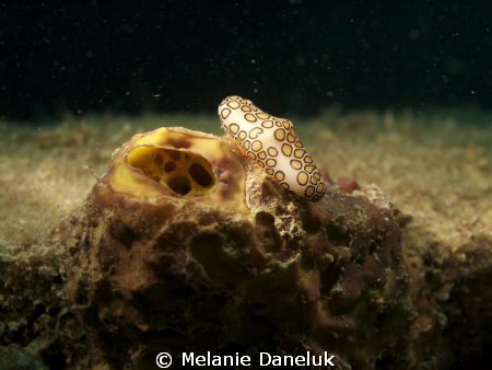 Flamingo tongue by Melanie Daneluk 