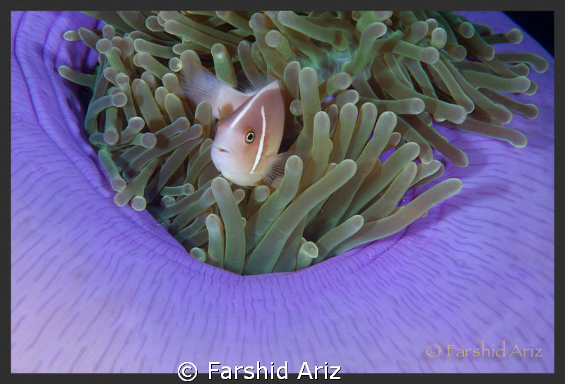 A shot in dark by Farshid Ariz 