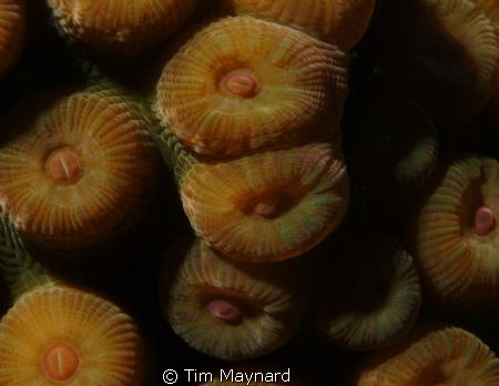 A picture of the coral experimenting with Nikon 85mm lens... by Tim Maynard 
