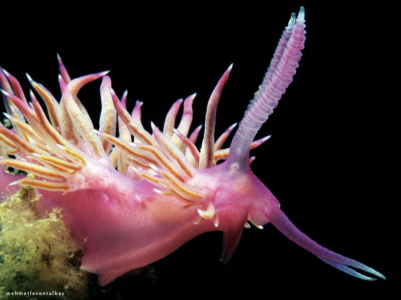PinkQueen by Levent Albas 