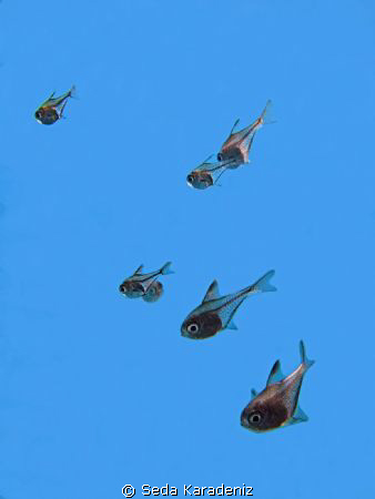 Baby Vanicoro Swepers ; they are transparent in baby time!!! by Seda Karadeniz 