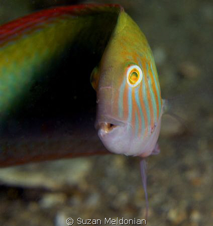 Green Razor in full dress... eyeing the camera. by Suzan Meldonian 