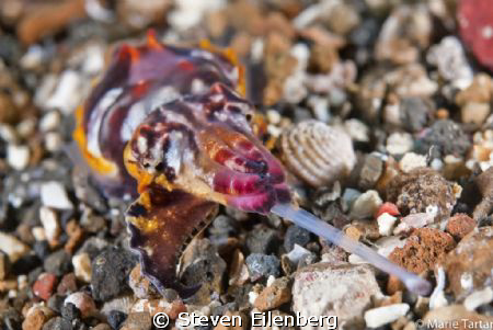 Just another muck dive in Lembeh. Tiny flamboyant cuddlef... by Steven Eilenberg 