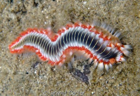 SEA CENTIPEDE by Ahmet Caglar 