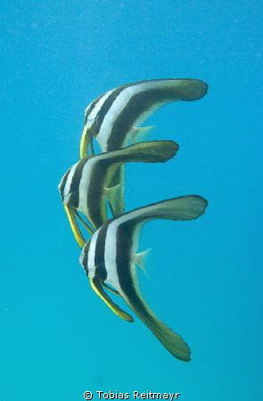 Longfin Batfish, just off the shore. Freediving at Sand B... by Tobias Reitmayr 