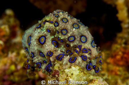 Blue Ring Octopus near Puerto Galera Philippines. Taken w... by Michael Johnson 
