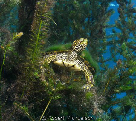 Taken in Aquarena Spring Lake San Marcos, Texas. The turt... by Robert Michaelson 